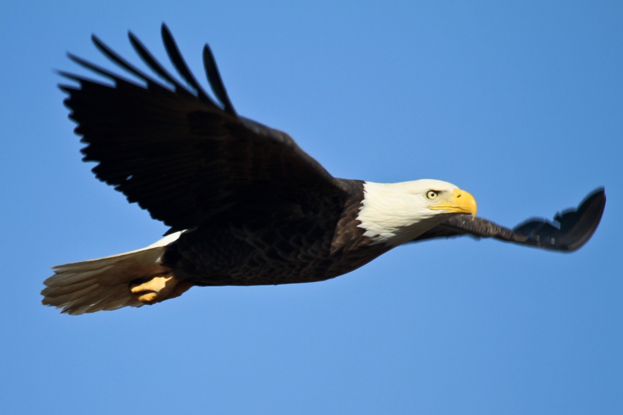 bald eagle 1259676 1280